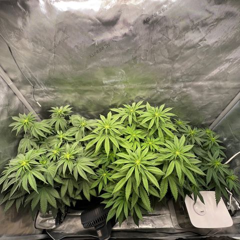 Blue Cheese 2 growlog timeline photo