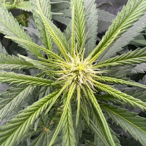 Blue Cheese 2 growlog timeline photo