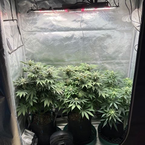 Blue Cheese 2 growlog timeline photo