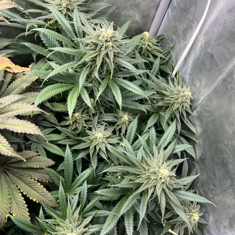 Blue Cheese 2 growlog timeline photo