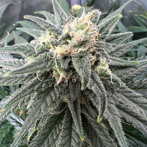 Blue Cheese 2 growlog timeline photo