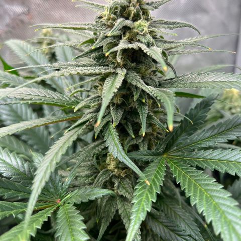 Blue Cheese 2 growlog timeline photo
