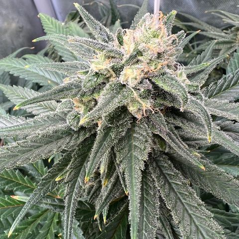 Blue Cheese 2 growlog timeline photo
