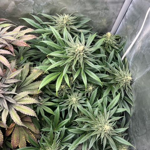 Blue Cheese 2 growlog timeline photo