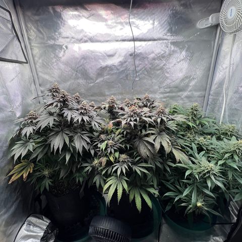 Blue Cheese 2 growlog timeline photo