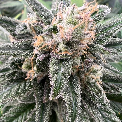 Blue Cheese 2 growlog timeline photo