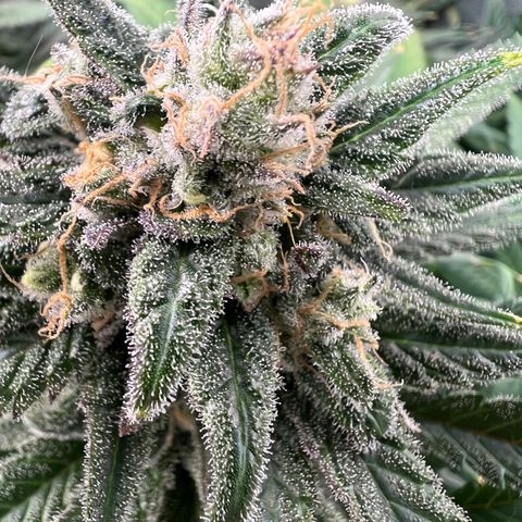 Blue Cheese 2 growlog timeline photo