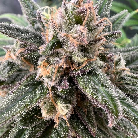 Blue Cheese 2 growlog timeline photo