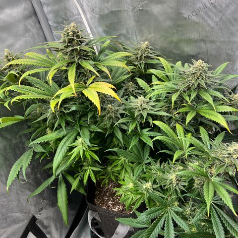 Blue Cheese 2 growlog timeline photo