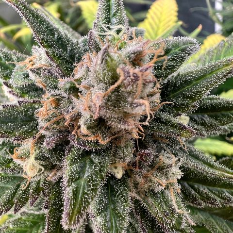 Blue Cheese 2 growlog timeline photo