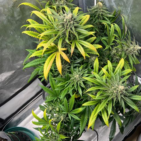 Blue Cheese 2 growlog timeline photo