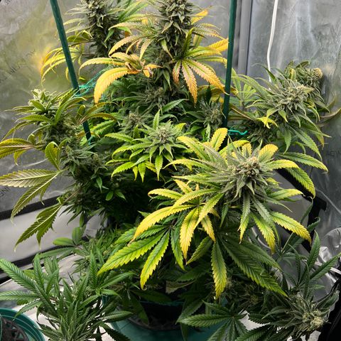 Blue Cheese 2 growlog timeline photo