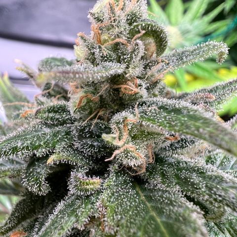 Blue Cheese 2 growlog timeline photo