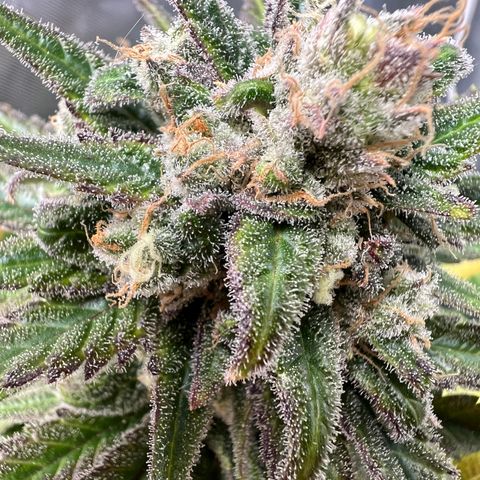Blue Cheese 2 growlog timeline photo