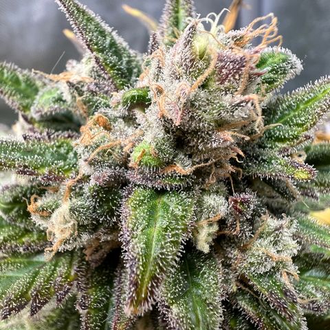 Blue Cheese 2 growlog timeline photo