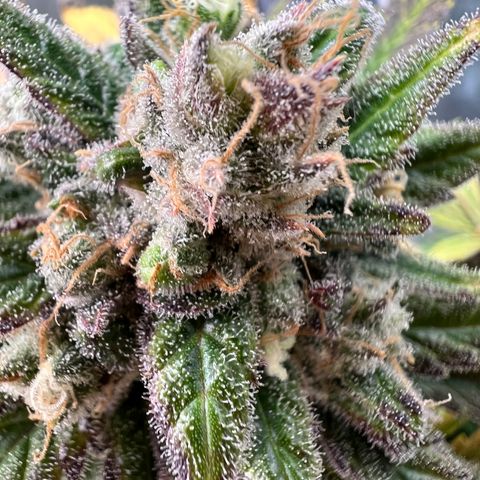 Blue Cheese 2 growlog timeline photo