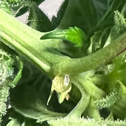 Blue Cheese 2 growlog timeline photo