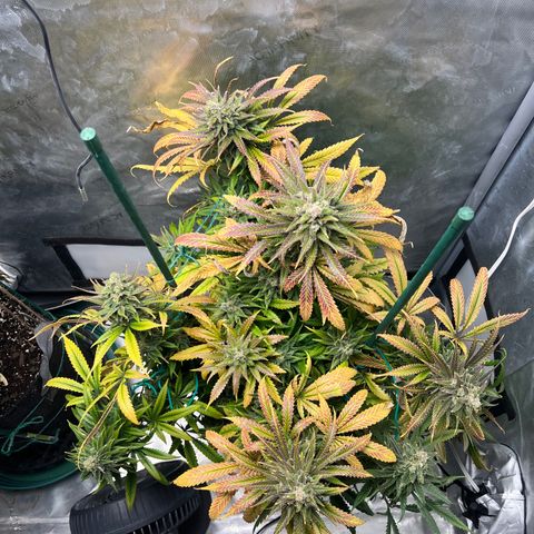 Blue Cheese 2 growlog timeline photo