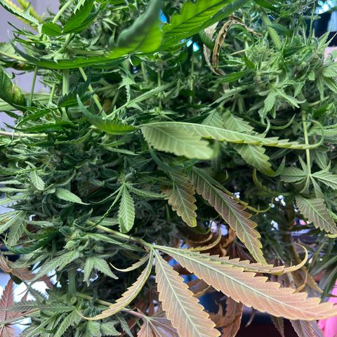 Blue Cheese 2 growlog timeline photo