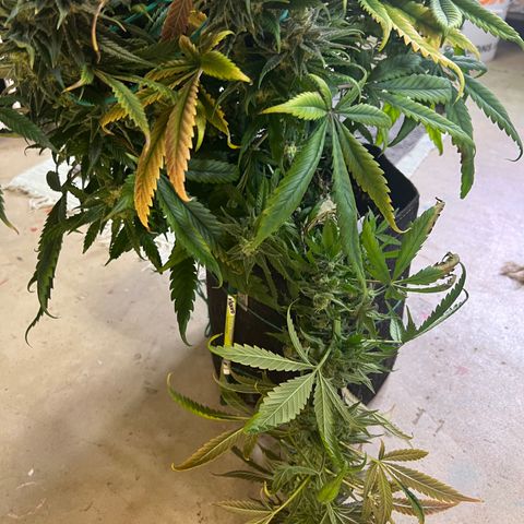 Blue Cheese 2 growlog timeline photo