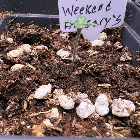 Weekend at Gary’s  growlog timeline photo
