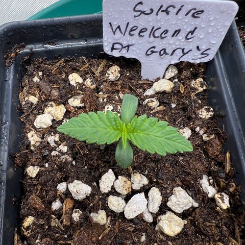 Weekend at Gary’s  growlog timeline photo