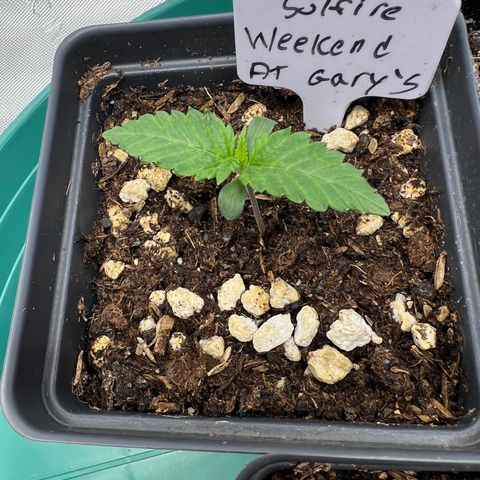 Weekend at Gary’s  growlog timeline photo