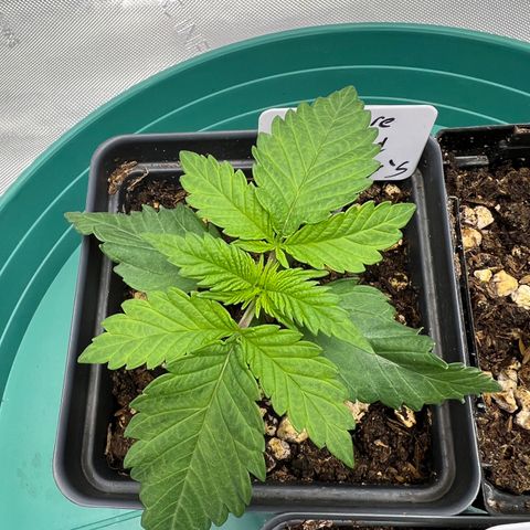 Weekend at Gary’s  growlog timeline photo