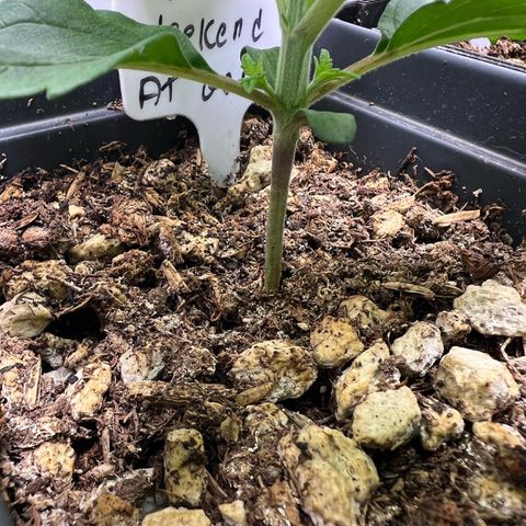 Weekend at Gary’s  growlog timeline photo