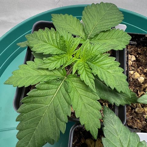 Weekend at Gary’s  growlog timeline photo