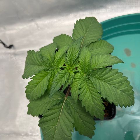 Weekend at Gary’s  growlog timeline photo