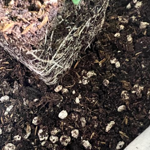 Weekend at Gary’s  growlog timeline photo