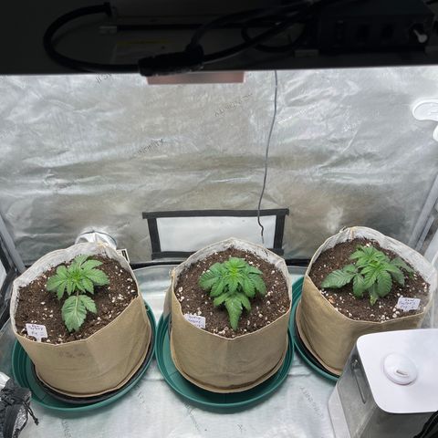 Weekend at Gary’s  growlog timeline photo
