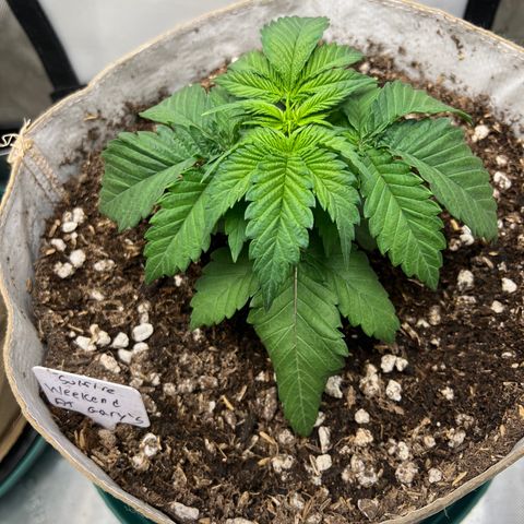 Weekend at Gary’s  growlog timeline photo