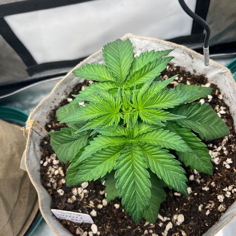 Weekend at Gary’s  growlog timeline photo