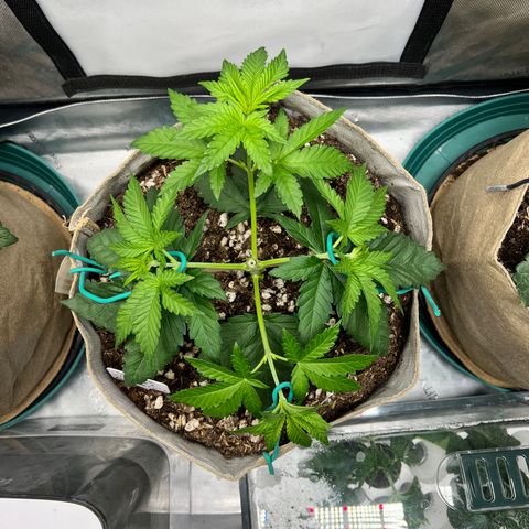 Weekend at Gary’s  growlog timeline photo