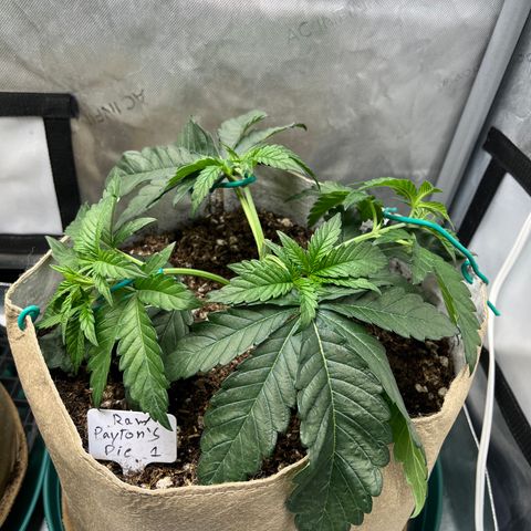 Weekend at Gary’s  growlog timeline photo