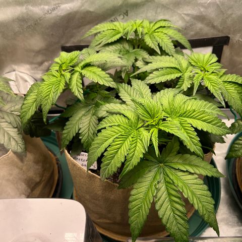 Weekend at Gary’s  growlog timeline photo