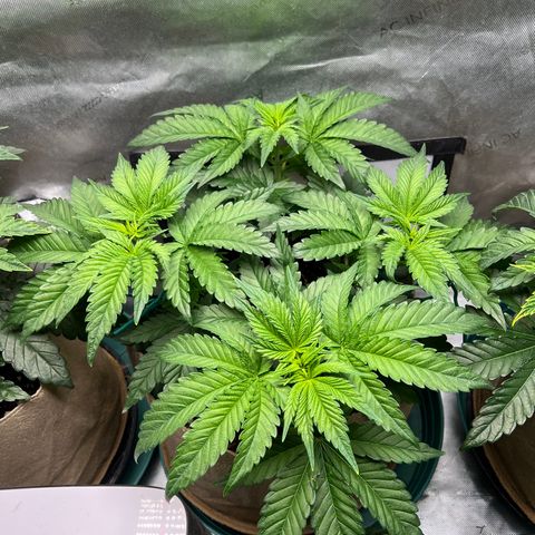 Weekend at Gary’s  growlog timeline photo