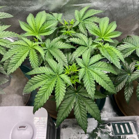 Weekend at Gary’s  growlog timeline photo