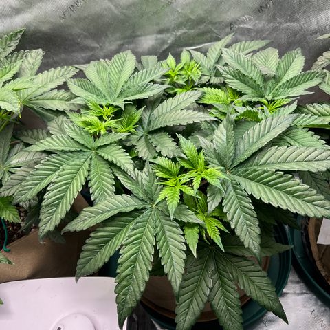 Weekend at Gary’s  growlog timeline photo
