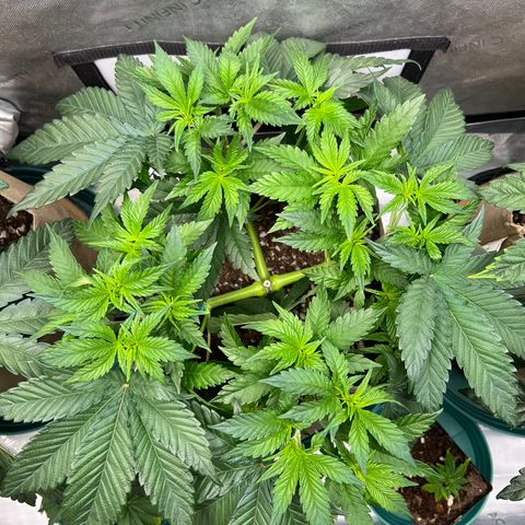 Weekend at Gary’s  growlog timeline photo