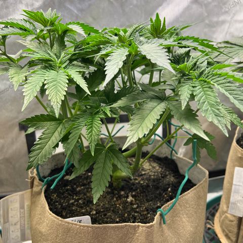 Weekend at Gary’s  growlog timeline photo