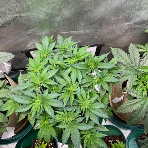 Weekend at Gary’s  growlog timeline photo