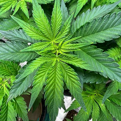 Weekend at Gary’s  growlog timeline photo