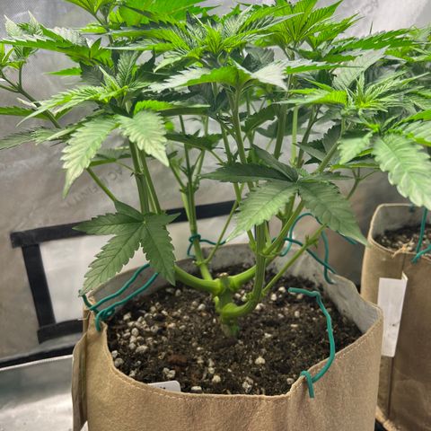 Weekend at Gary’s  growlog timeline photo