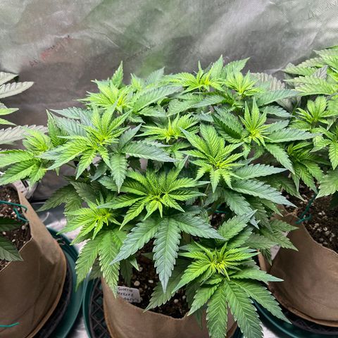 Weekend at Gary’s  growlog timeline photo