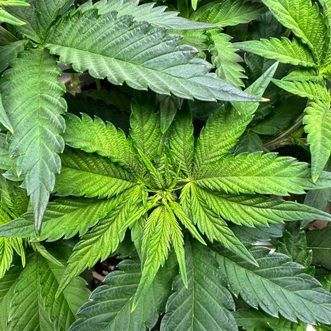 Weekend at Gary’s  growlog timeline photo