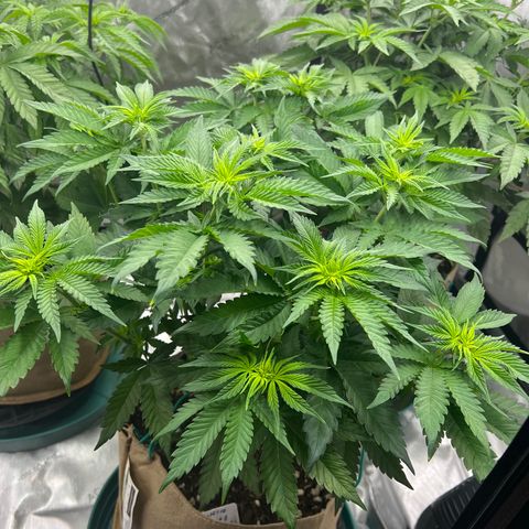 Weekend at Gary’s  growlog timeline photo