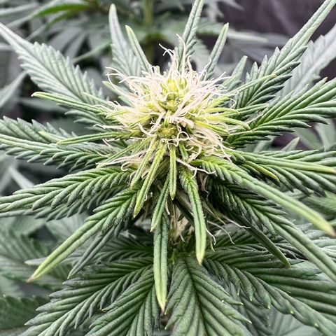 Weekend at Gary’s  growlog timeline photo
